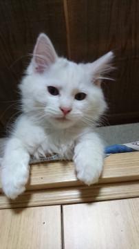 ヤンチャな長毛兄弟を保護しました