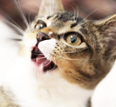 お留守番OK！ 国民的美少女と大評判♡