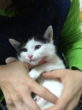 抱っこ大好き女の子猫です