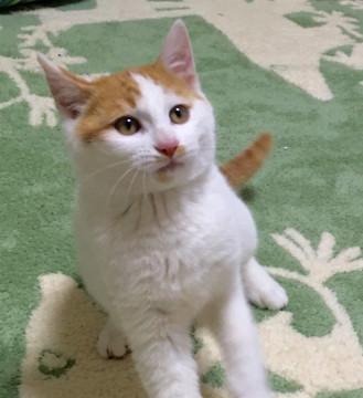 甘えん坊元気いっぱいの男の子です