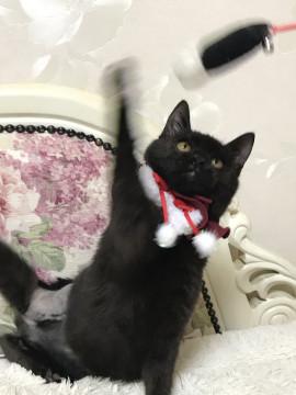 ３本足の子猫ちゃん