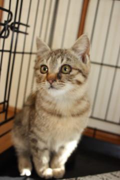 コロコロの人懐こいキジトラ