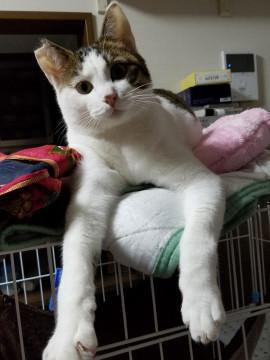 明るい性格の大らかくん