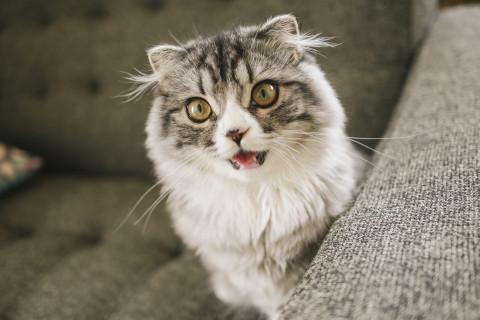テスト投稿になります