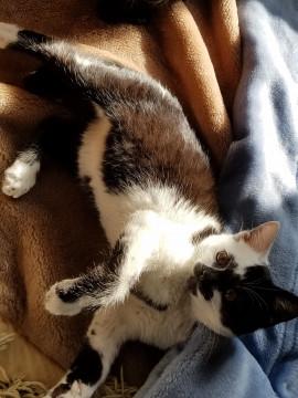 白黒牛柄好奇心旺盛な推定3か月の♂子猫