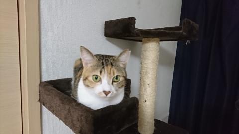 人間大好き寂しがりやのしーちゃん