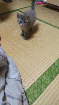やんちゃな子猫