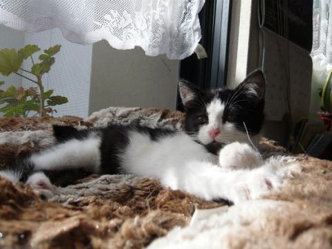 フィリックスそっくり☆はちわれ君