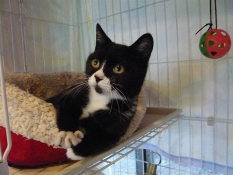 甘えん坊の黒白ちゃん