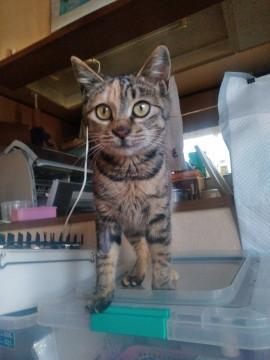 ウサギの毛のような可愛い女の子