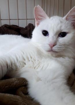 猫の里親募集中！！ヤンくん♪
