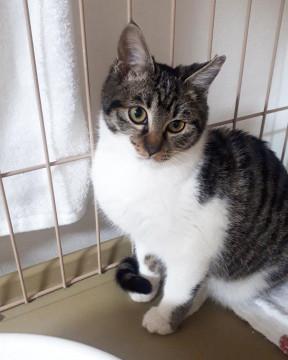 子猫の里親募集中！！花ちゃん♪