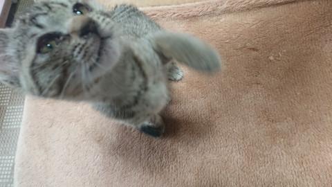 保護猫里親募集