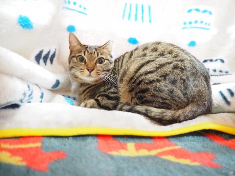 ベンガル風美猫さん避妊済♪