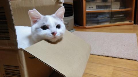 去勢済み！幸せ笑顔の幸配当【にーさ】
