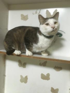 めんふくろう顔のおっとり男の子