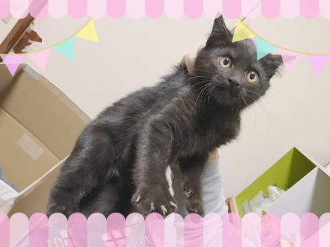 おっとりクロスケ＊3ヶ月のチビ★