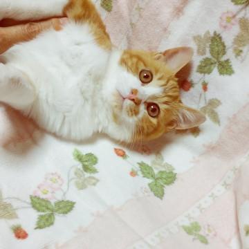 めぐに君