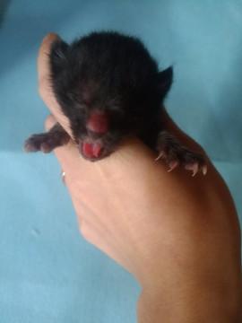 黒猫
