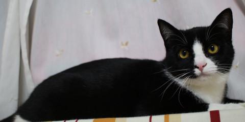 （トライアル中）ふきちゃん