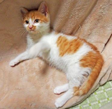 体にハートマークの模様がある可愛い茶白君