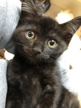 人馴れ抜群の黒猫くん