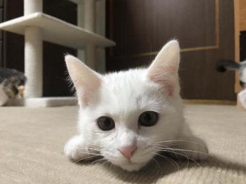 元気な男の子