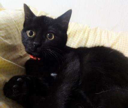 黒の美少女、みぞれちゃん、４カ月