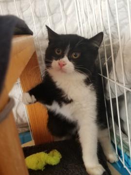 ビビリだけどコロコロしてかわいい男子