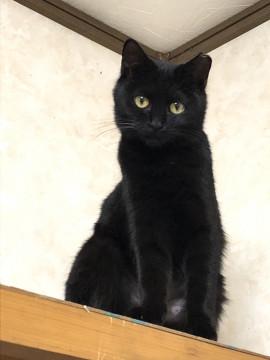 真っ黒美猫  姫心（ひめこ）ちゃん