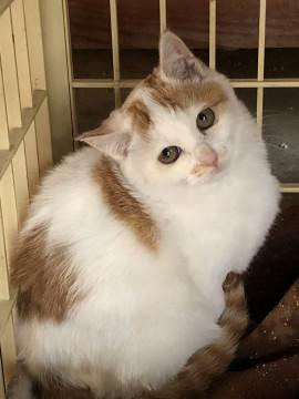 お目目うるうる美人さん