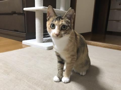 美猫の三毛さん