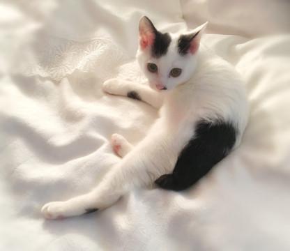 白黒の可愛い子ちゃんです