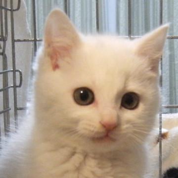 とてもかわいい白猫2匹です。その２。