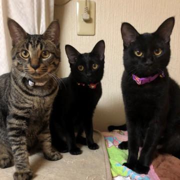 ミルクの時に保護された可愛い3兄妹