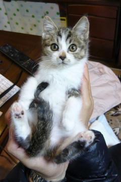 大人しい甘えん坊のキジ白君です