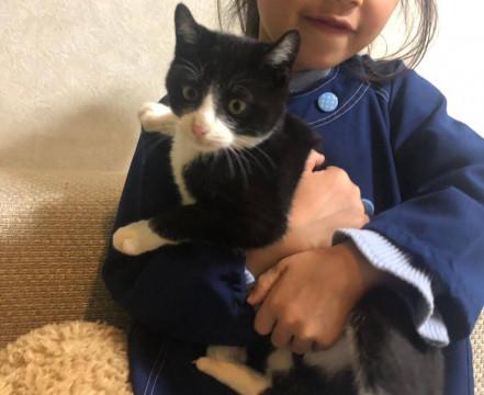 白黒ハチワレ　男の子３ヶ月過ぎ