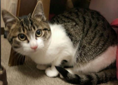 とってもおとなしい可愛い男の子！