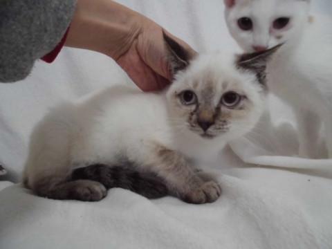 動画ありブルーアイのシャム系mix