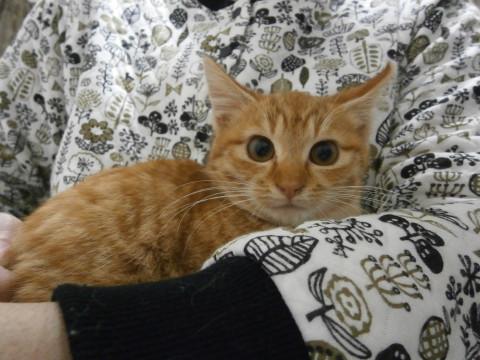 茶トラ まっすぐ長めシッポ おてんば系