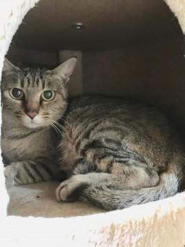 生後9ヶ月の母猫（譲渡会に参加します）
