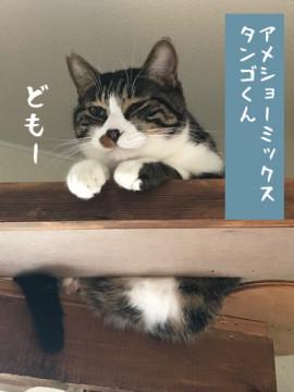 ド派手なアメショーミックス男子