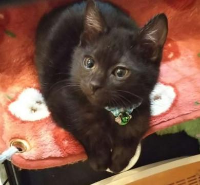 天真爛漫へそ天大好き男子