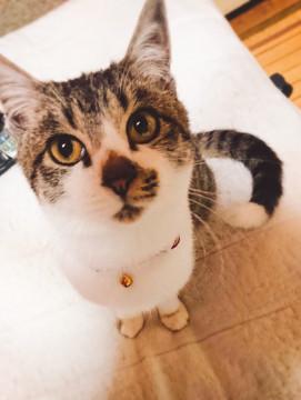 ～りんごネコ☆イチロー～