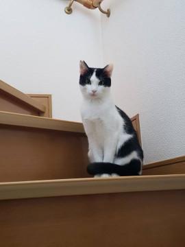 イケメンはちわれ