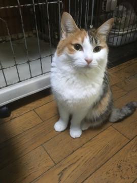 美猫＆食いしん坊女の子