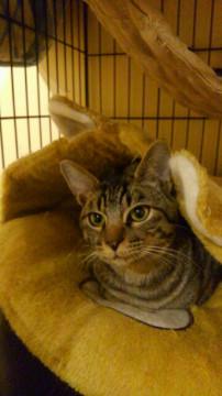 とっても仲良しキジトラ兄弟①