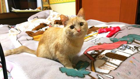 人が大好き！茶とら女子！