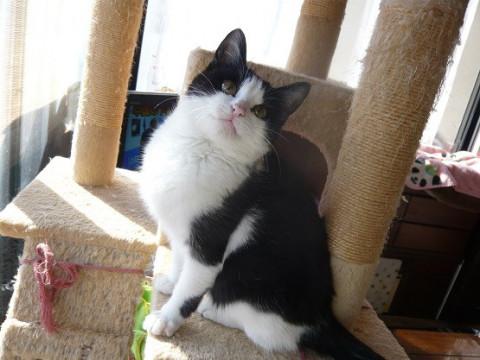 はちわれちゃん３ヶ月くらい