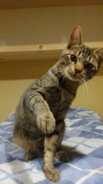 とっても仲良しキジトラ兄弟②